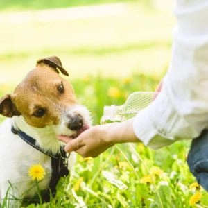 Köpek Bakıcısı & Yardımcı Bayan Eleman