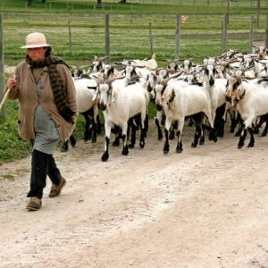 Çiftlik İçin Çoban - Kırklareli